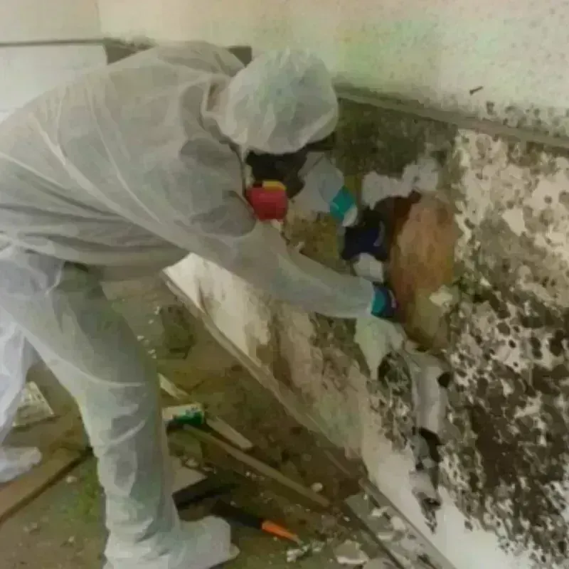 Mold Remediation and Removal in Valdez, AK